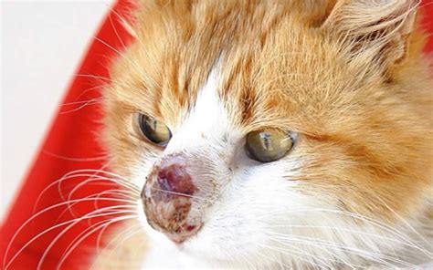 doença de gato esporotricose